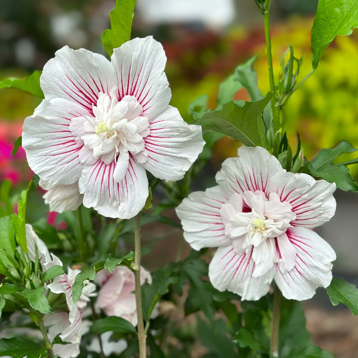 mireya starkenberg tweet media