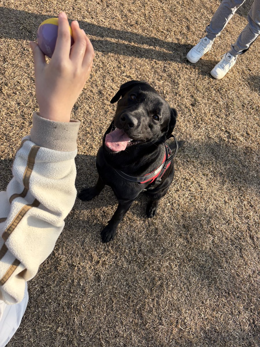 とんぼ池公園のドッグランで
出会った黒ラブはなちゃん🖤

実家で昔飼ってたラブに激似で

10ヶ月のパワフルさんで
久しぶりに口の中からボールを
もぎ取る完食を感じれて号泣😂

はなちゃんまた会いたいよおお
お写真とらせてくれた飼い主さん
ありがとうございました｡°(°`•ω•´ °)°｡