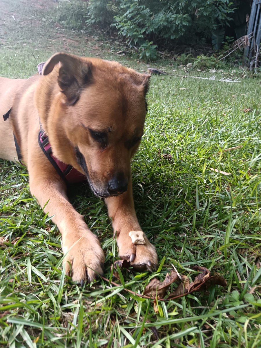 ladydebidebz1's tweet image. Zoom in under the trees...
You'll see the Munchkins playing...
Maddikins is so good at being totally chilled around them 🥰😎🥰
#PawPatrol
#ParkTime
#SpecialTime
#GottaLoveTheFurries
#MustLoveMonkeys