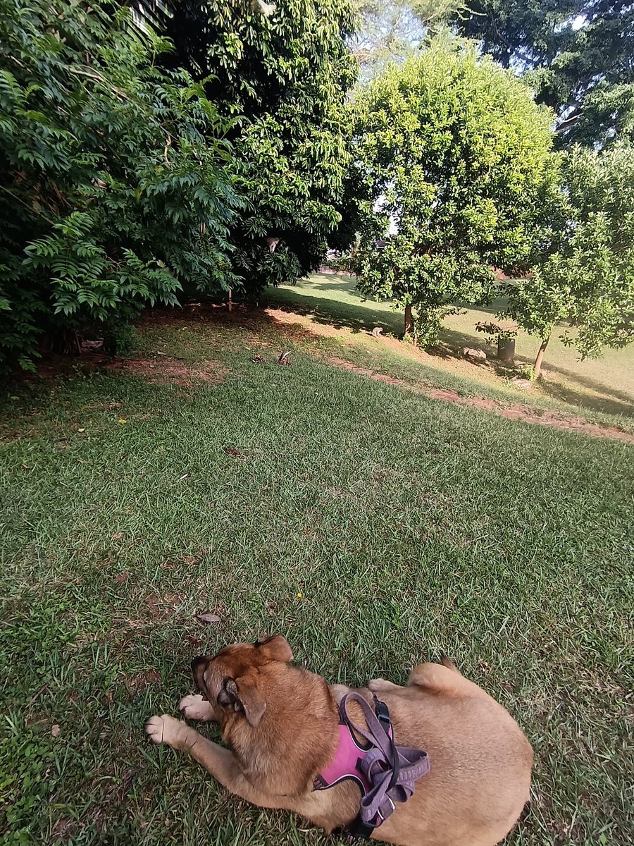 ladydebidebz1's tweet image. Zoom in under the trees...
You'll see the Munchkins playing...
Maddikins is so good at being totally chilled around them 🥰😎🥰
#PawPatrol
#ParkTime
#SpecialTime
#GottaLoveTheFurries
#MustLoveMonkeys