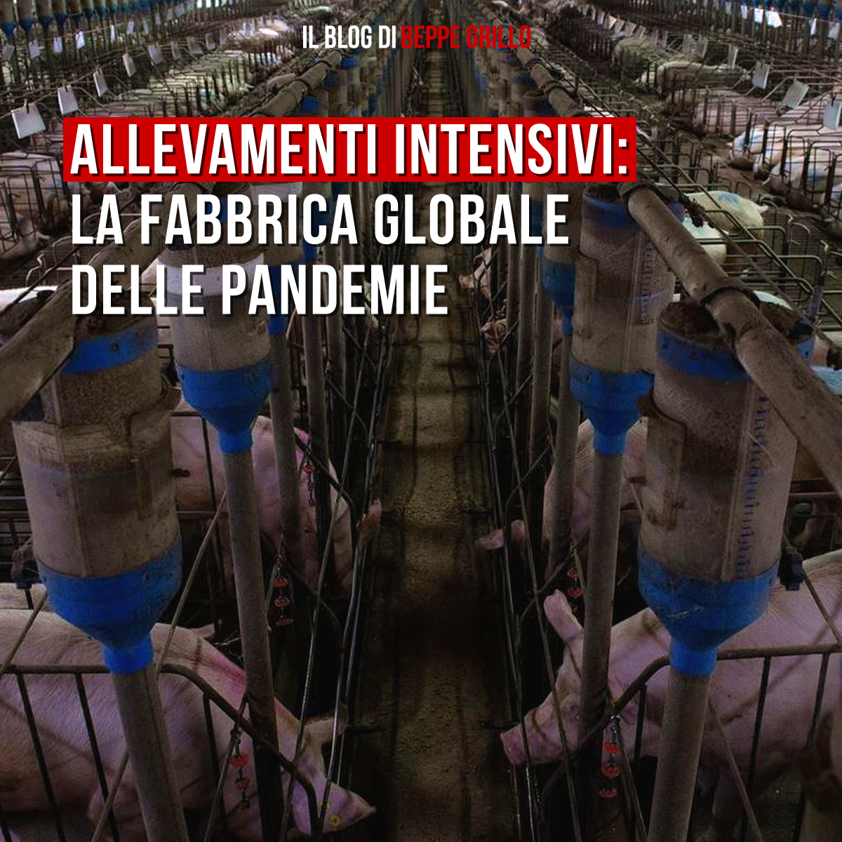 Beppe Grillo tweet media