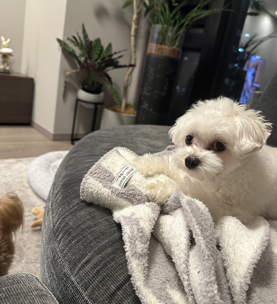 ₍ᐢ‥ᐢ₎ ♡ tweet media