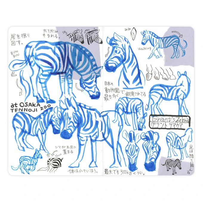 告知です。
こちら4点のスケッチは6日から本屋Titleで始まる絵本原画展にて原画作品として販売します。

スケッチブックに描いていますが、描いたのは1見開きだけで、スケッチブックをキャンバス代わりに使った感じです。

売れた原画は巡回しませぬ。
次会場で空いたスペースには別作品を出します。 