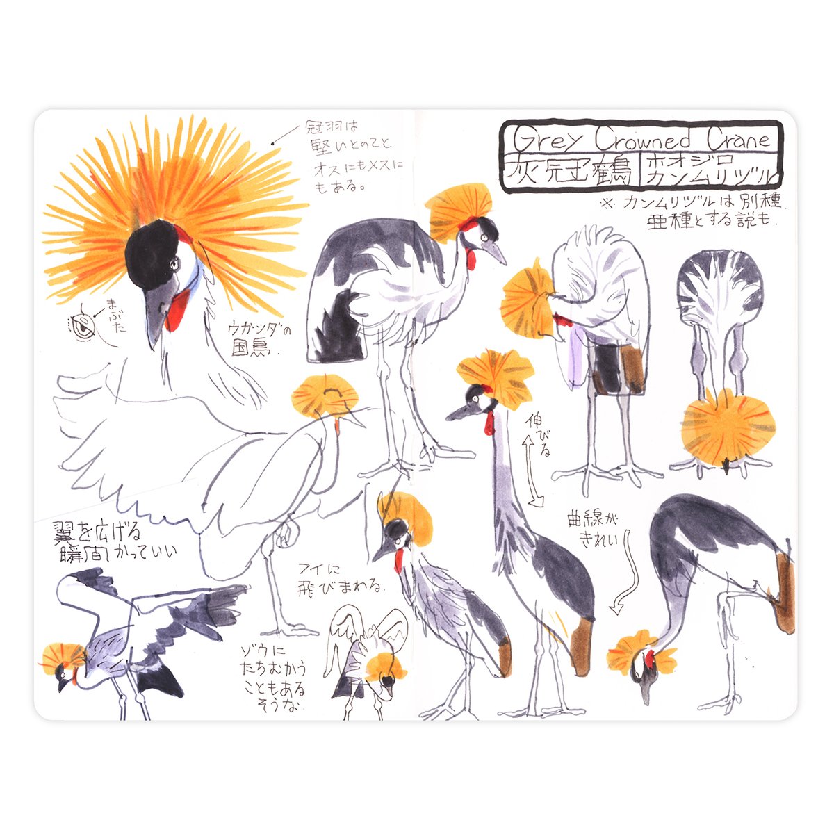 告知です。
こちら4点のスケッチは6日から本屋Titleで始まる絵本原画展にて原画作品として販売します。

スケッチブックに描いていますが、描いたのは1見開きだけで、スケッチブックをキャンバス代わりに使った感じです。

売れた原画は巡回しませぬ。
次会場で空いたスペースには別作品を出します。 
