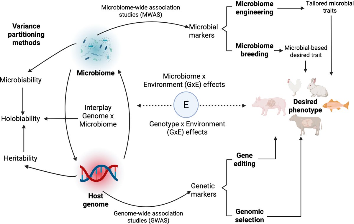From Genomes 🧬 to Hologenomes🦠
A recent review on how host genomics–microbiome integration may improve complex trait prediction and support sustainable breeding in livestock and aquaculture 🐄🐷🐔🐑🐇🐟 doi.org/10.3389/fanim.… #Hologenomics #Livestock #Aquaculture <a href="/irtacat/">IRTA</a>