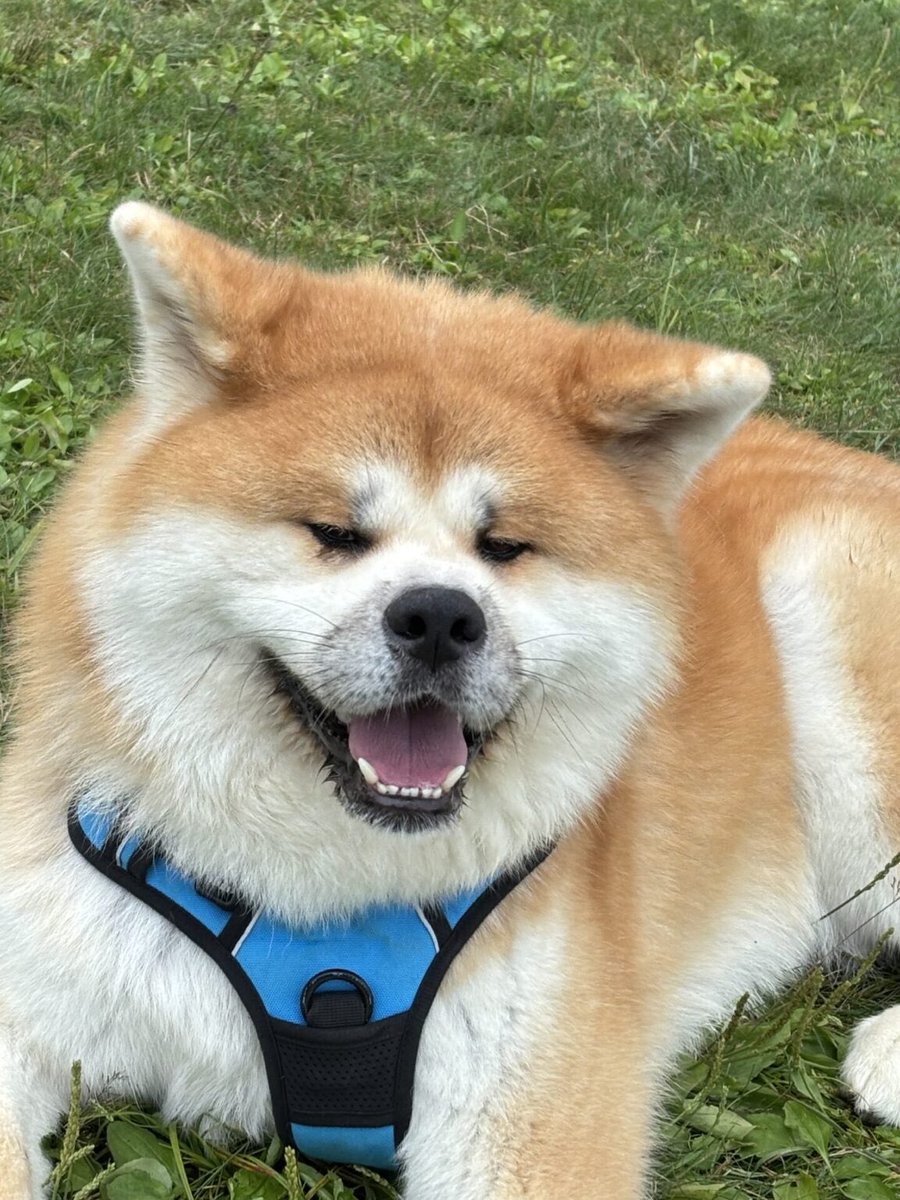 【あきたいぬなかま】
前回に引き続き、今回は井上家の3兄弟の次男・颯(そら)くん！🙌

マイペースな長男と違い、ヤンチャ坊主な颯くん。
リンクよりぜひご覧ください🐶🐾
media.hachifull.jp/story/akitainu…

#ハチふる #秋田犬 #忠犬ハチ公 #渋谷 #秋田