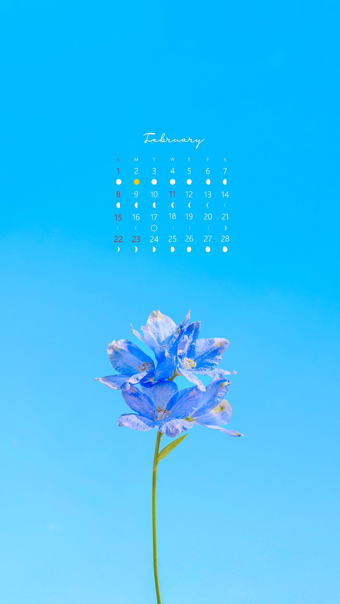 2月の花色カレンダーです🌸✨
　
お好きな色のお花を選んで、ぜひ壁紙として使ってみてください🫧