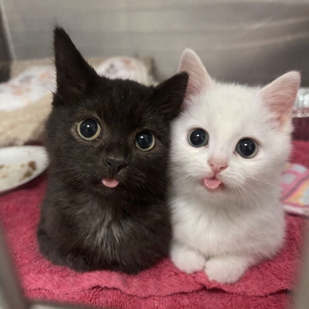 NoCatsNoLife_m's tweet image. 😛😛