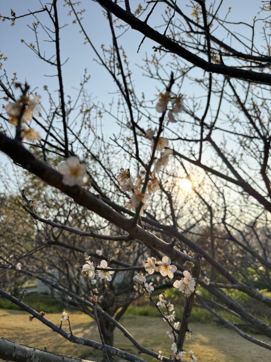 cryptofred58860's tweet image. 《 中山休閑之旅 》

聽說梅花季節來了，來賞花吃下午茶☕️
一切的操作交給 Moltbot 幫我操作吧！

#zhongShan #TeaTime #Moltbot