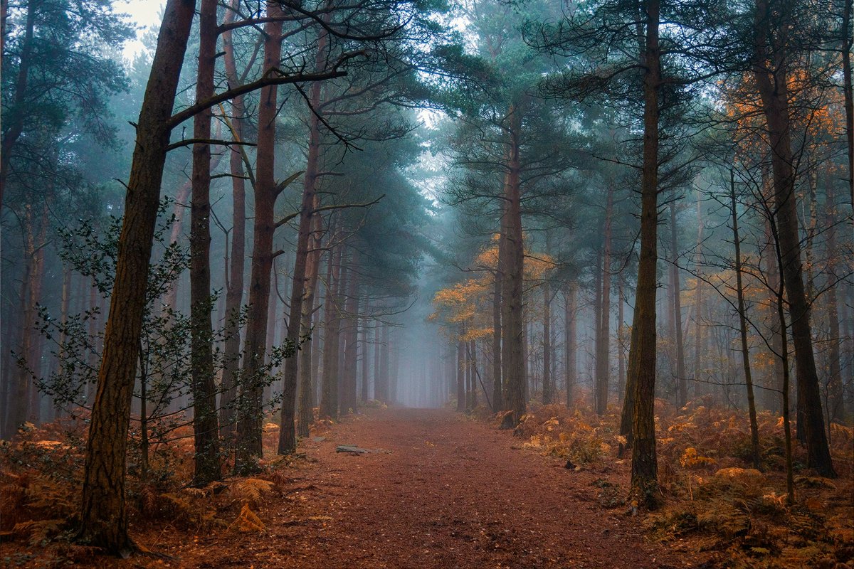 Turning the leaf over… 🍂

A murky and foggy moment for February on this year’s calendar, matching the view out the window this morning!

📍 Ruin Bank Wood