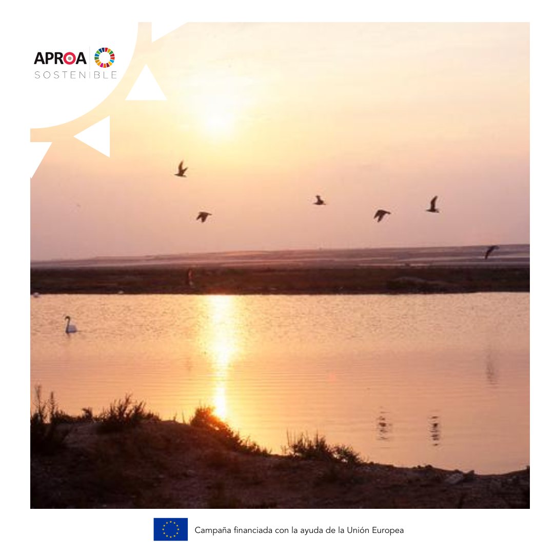 APROA_AOP's tweet image. Hoy se celebra el Día Mundial de los Humedales 🌱👩‍🌾☀️ en la provincia de Almería se encuentra un ejemplo de convivencia de invernaderos y naturaleza.
Que mejor manera de celebrarlo que con esta magnífica foto de Punta Entinas.