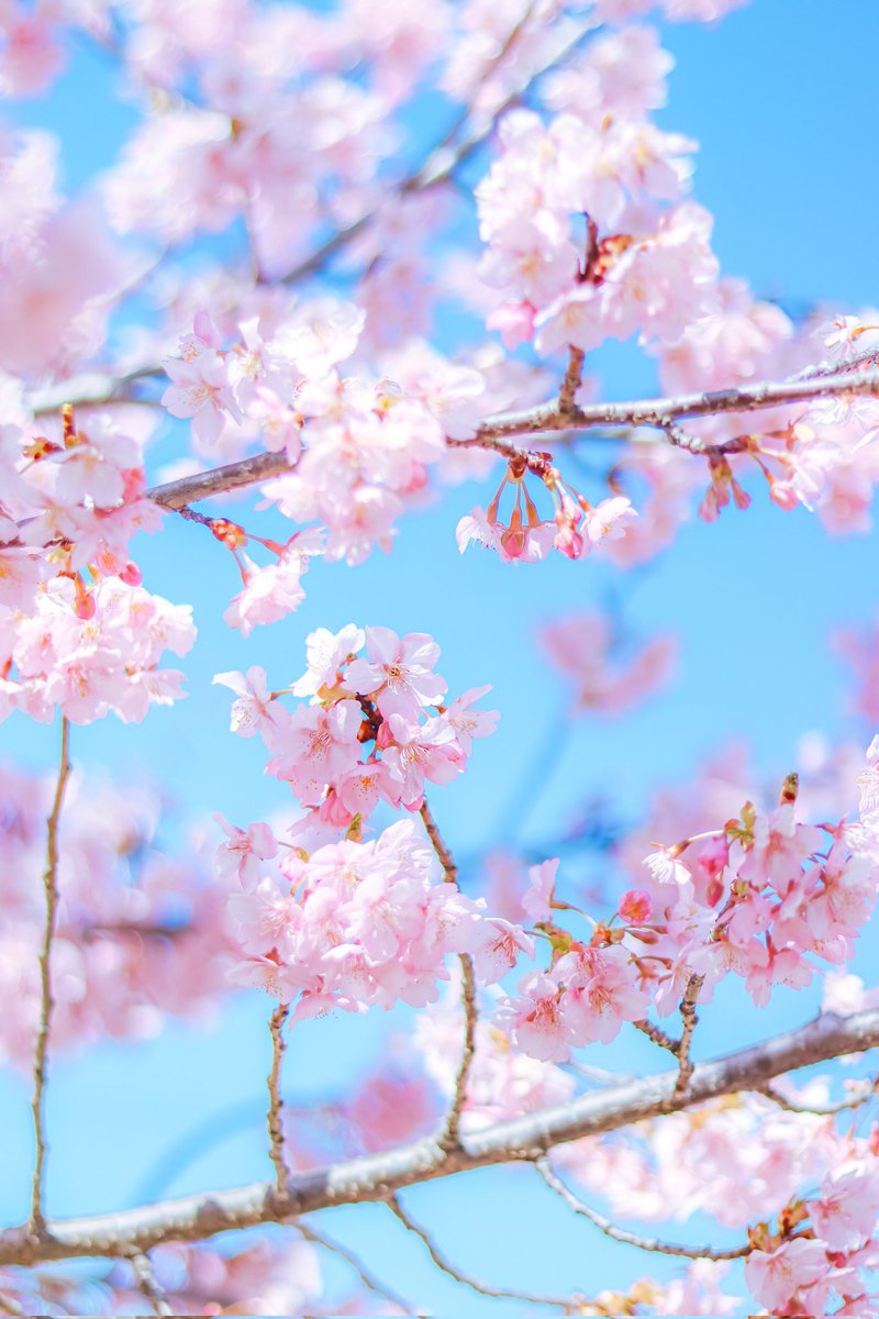 あと少しで空が桜色に染まる。