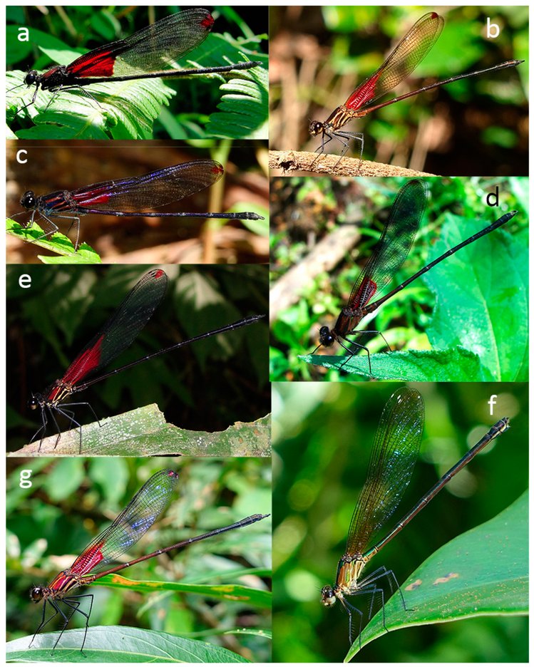 DiversityMDPI's tweet photo. 🌡️Can High Temperatures Affect Body Size in Insects? The Case of Rubyspot Damselflies in the Colombian Western Andes

👥Cornelio A. Bota-Sierra et al.
🔗Read at: https://t.co/o9iAOvIKHC

#Diversity #Odonates #PopulationEcology https://t.co/u77KTv9Ezu