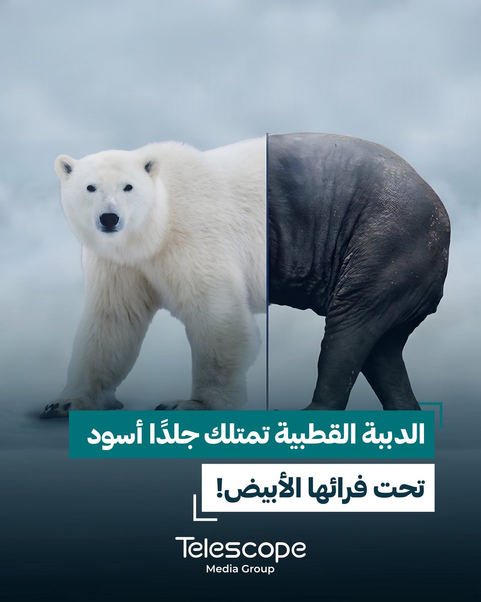 telescopemediag's tweet photo. رغم أن الدببة القطبية تبدو بيضاء بالكامل، فإن جلدها أسود اللون، بينما يغطيها فراء شفاف أو أبيض يساعدها على التمويه في الثلوج والجليد. اللون الأسود للجلد يمتص الحرارة بشكل أفضل من أشعة الشمس، مما يساعد الدب على الحفاظ على دفئه في الظروف القطبية القاسية. https://t.co/wLJUdkHC0c