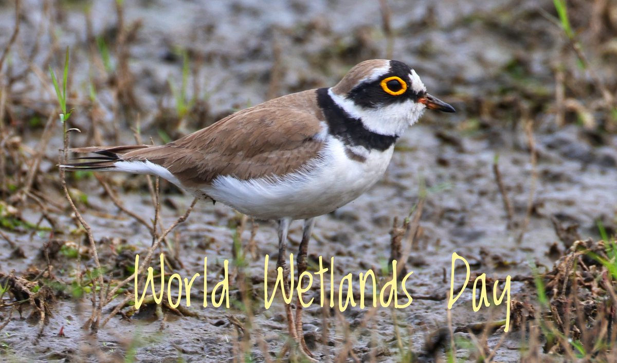 Ring eyed plover in the wetland of Bhopal, important to save our wetlands as we mark World Wetlands Day. #WorldWetlandsDay #Bhopal