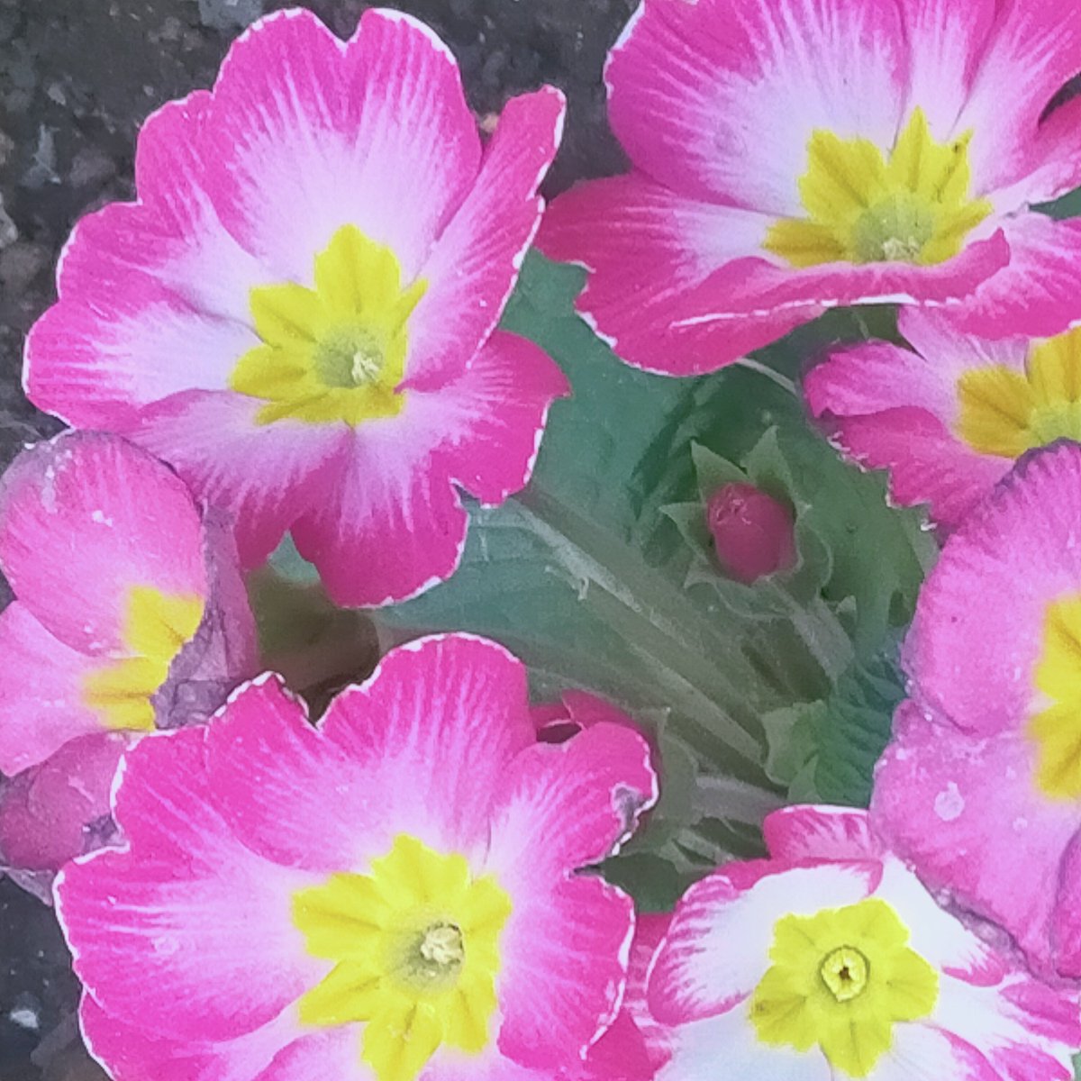 晩酌 銀紋からのお知らせ🏮
2月2日(月)本日18時開店23時半ラストオーダーです。
自家製煮豚で1杯いかが🍻
ご来店お待ちしております🙇