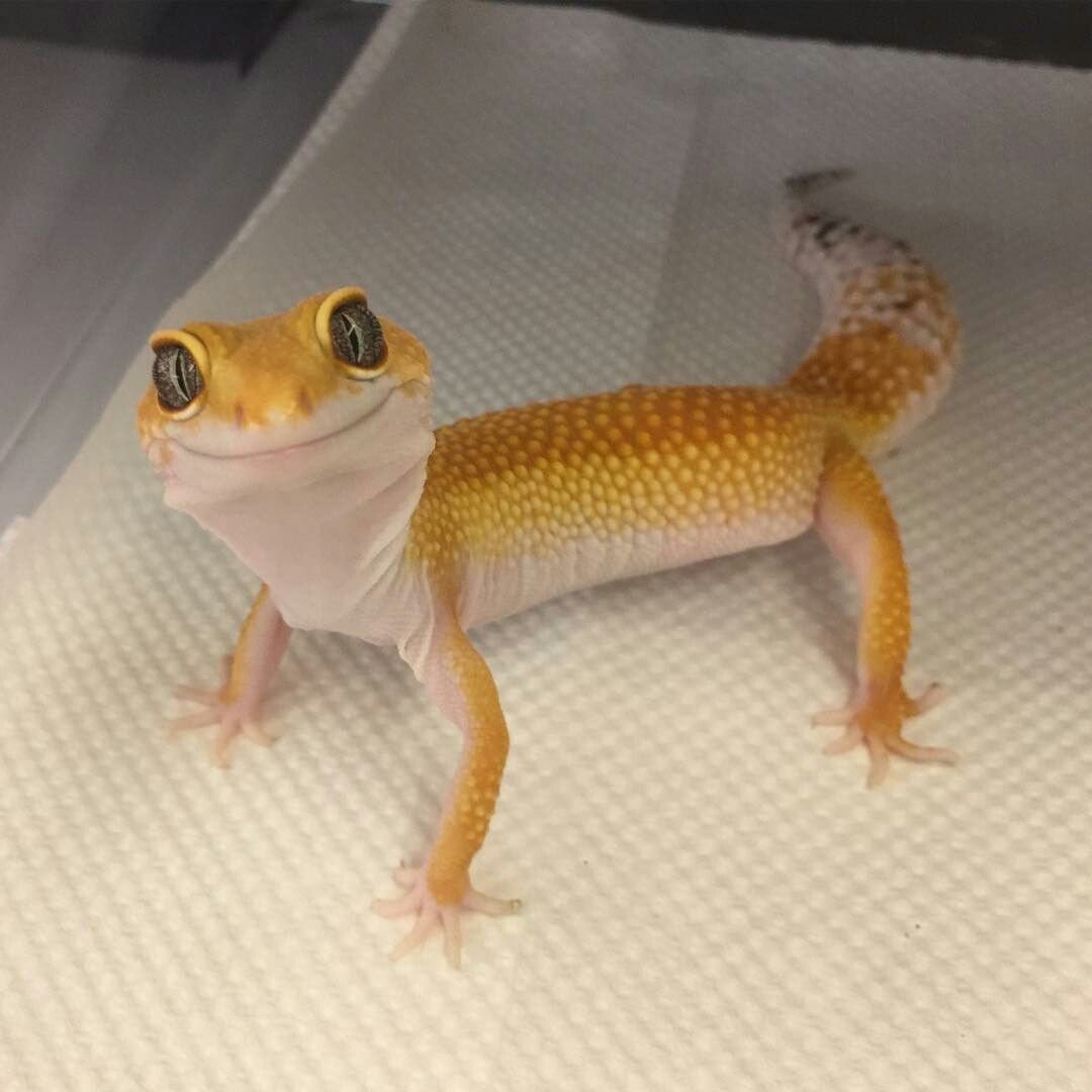 397 ´ ‿‿ ` (@fishcanride) on Twitter photo 