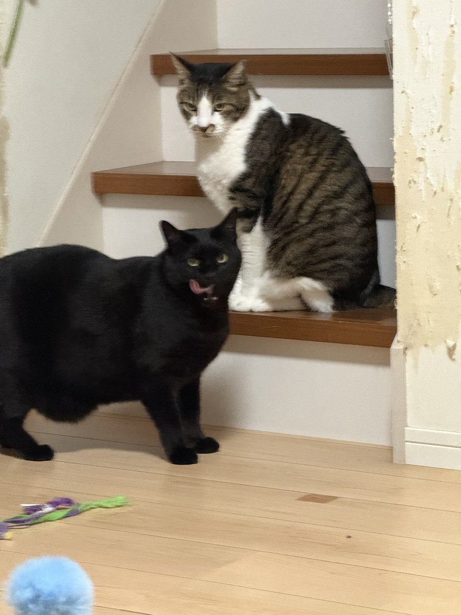 くろみつ (@kimkkCats) / Posts / X