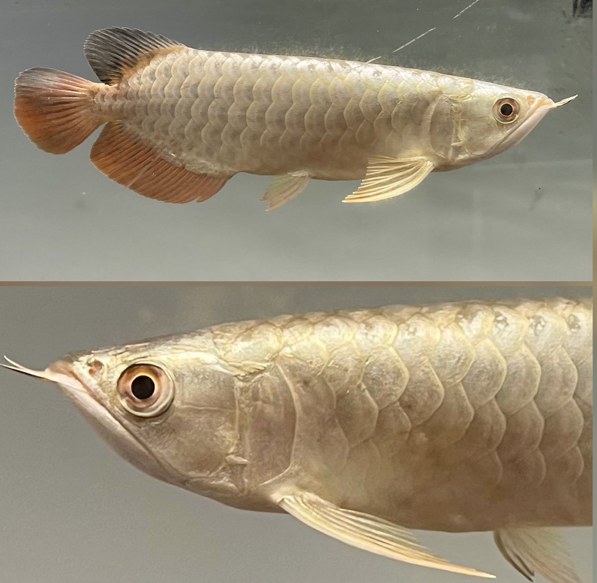 新入荷 ○フォーエバー産 過背金龍 レディアンスゴールド(18cm±) 入荷 