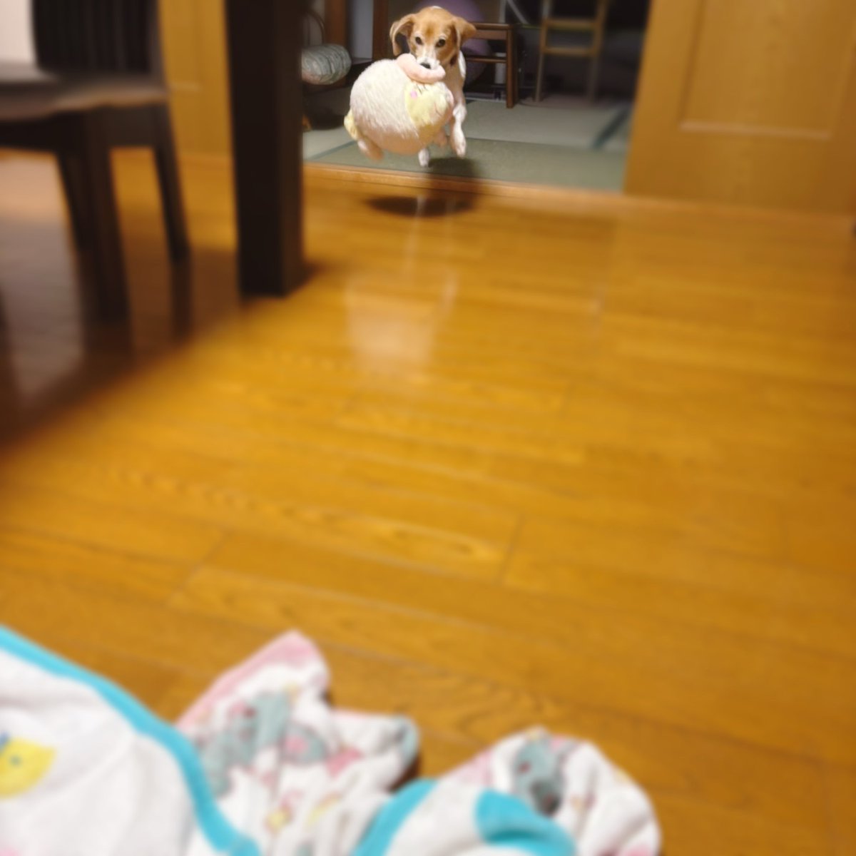 cocona_darake's tweet photo. ひつじさん運んできてくれるここなちゃん🐶💥🐏

#beagle #ビーグル #犬との暮らし https://t.co/JkNsQWWVzx