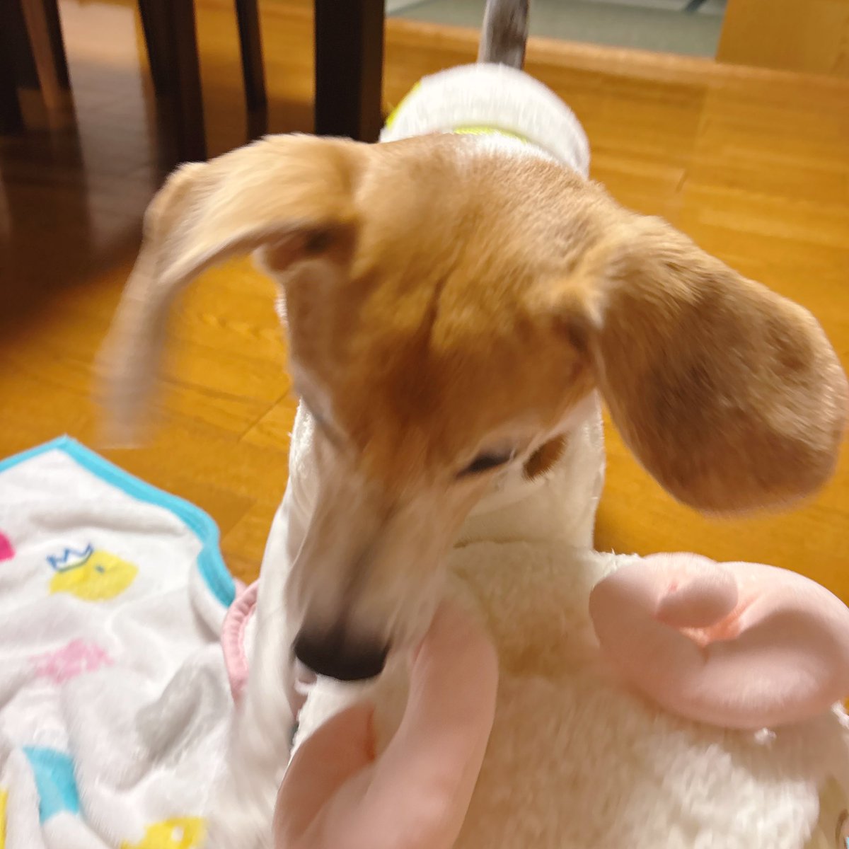 cocona_darake's tweet photo. ひつじさん運んできてくれるここなちゃん🐶💥🐏

#beagle #ビーグル #犬との暮らし https://t.co/JkNsQWWVzx