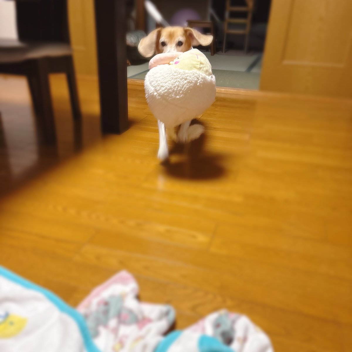 cocona_darake's tweet photo. ひつじさん運んできてくれるここなちゃん🐶💥🐏

#beagle #ビーグル #犬との暮らし https://t.co/JkNsQWWVzx