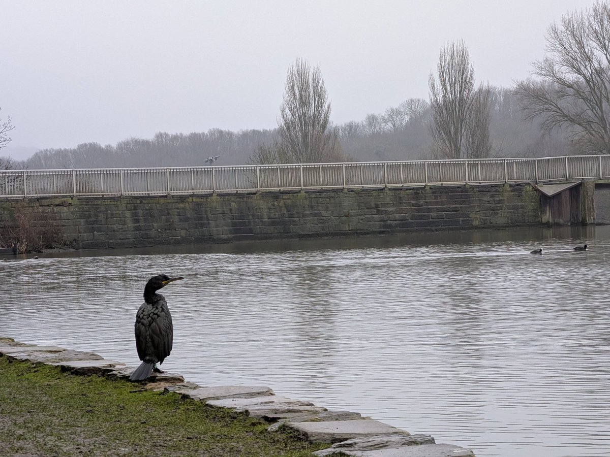 Carl Dixon tweet media