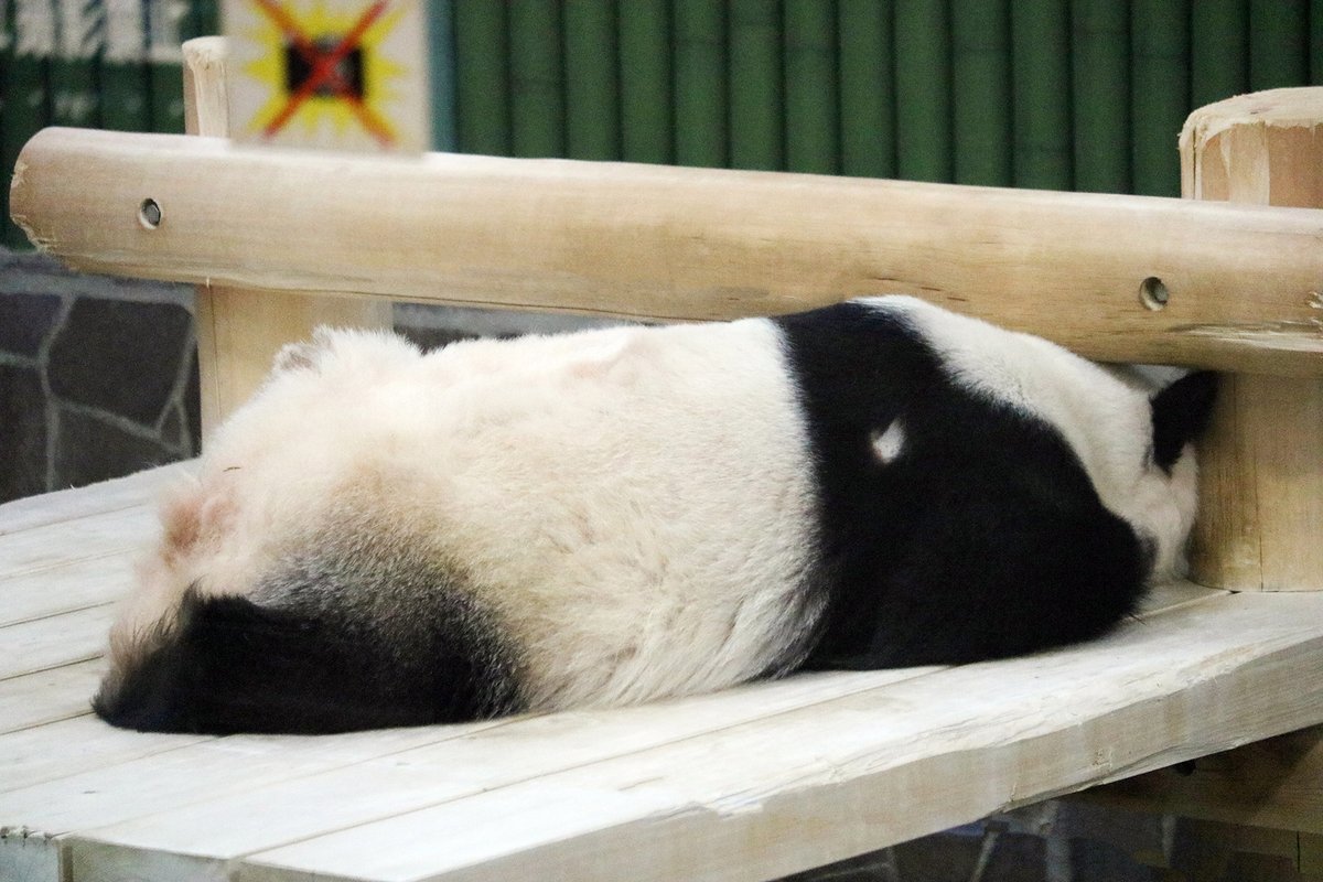 今日のアタシ、がんばったわ」🐼✨️ #水曜日のお嬢様 #タンタン