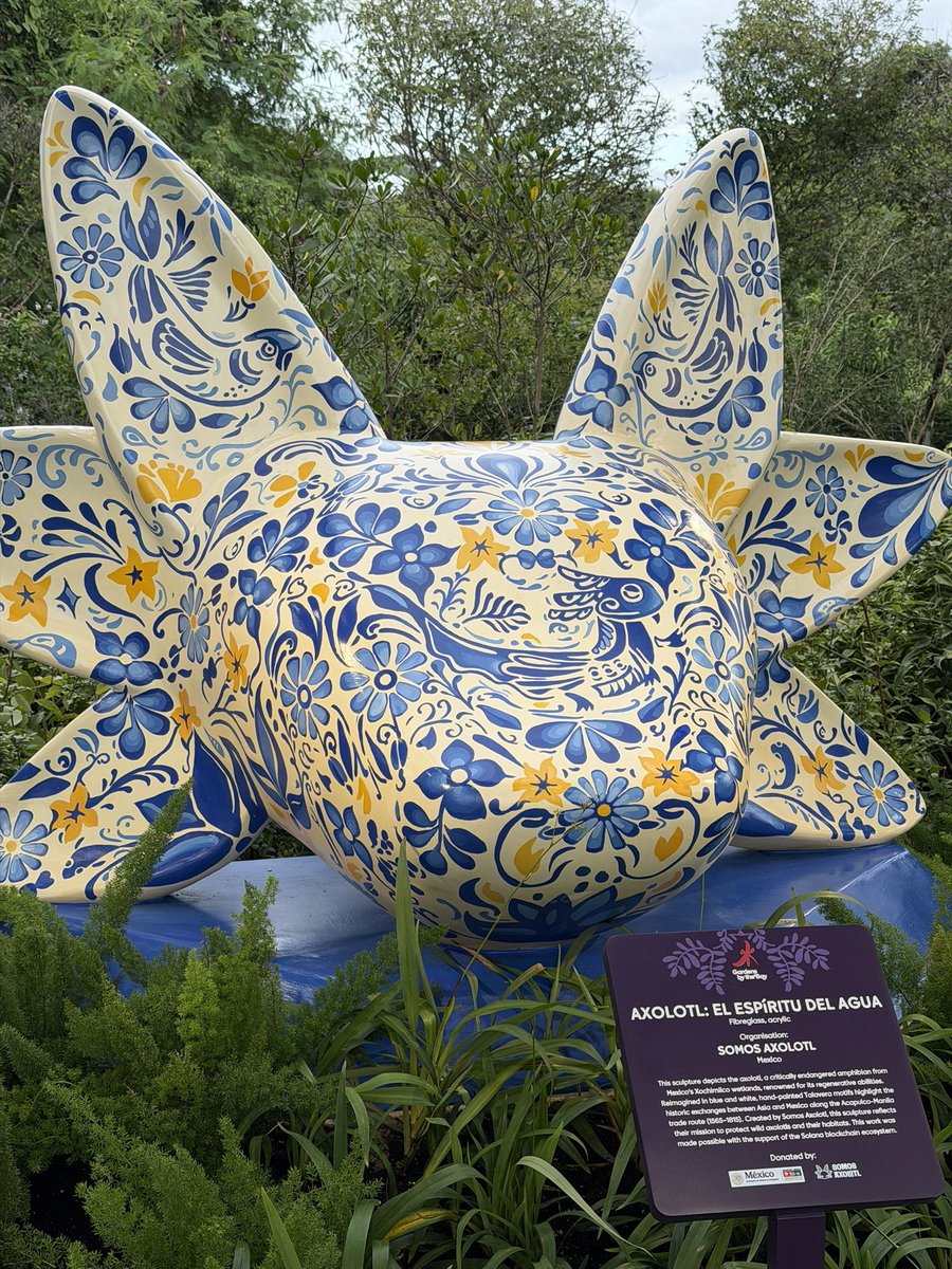 EmbaMexSing's tweet photo. 1 de febrero: Día Nacional del Ajolote.

El ajolote, especie endémica 🇲🇽 capaz de regenerar órganos y tejidos, es un símbolo de la biodiversidad y resiliencia de nuestro país.

La escultura Axolotl en @GardensbytheBay 🇸🇬 rinde homenaje a esta especie y promueve su conservación. https://t.co/gFNRzK0SUP