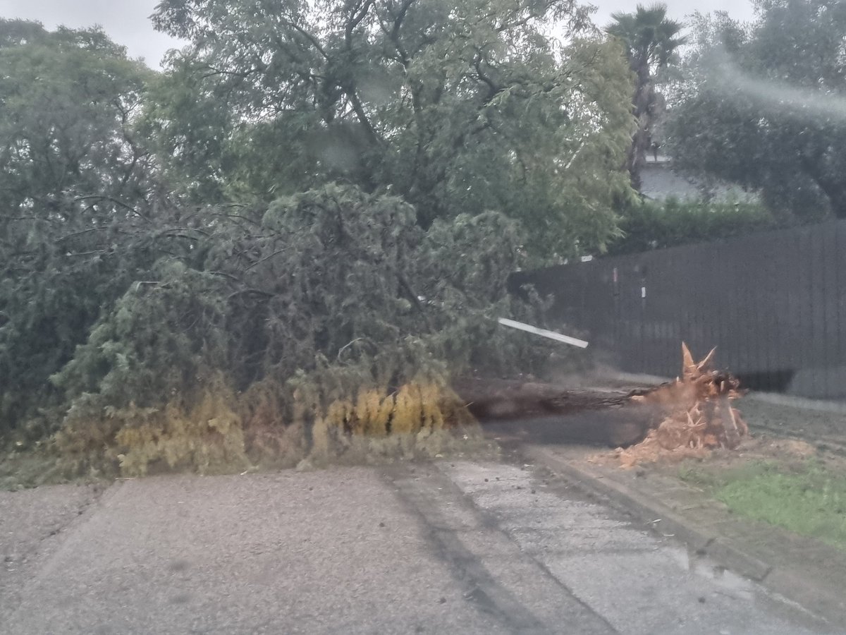 Aquí ahora hay que dar la cara.
<a href="/MairenaAljarafe/">Mairena del Aljarafe</a> <a href="/AntonioConde_M/">Antonio Conde</a> 
Decenas de árboles caídos, ramas de gran porte, farolas..
Abandono y dejadez son las causas de este desastre. Imposible circular hoy por #SimonVerde.
Numerosos daños materiales.
