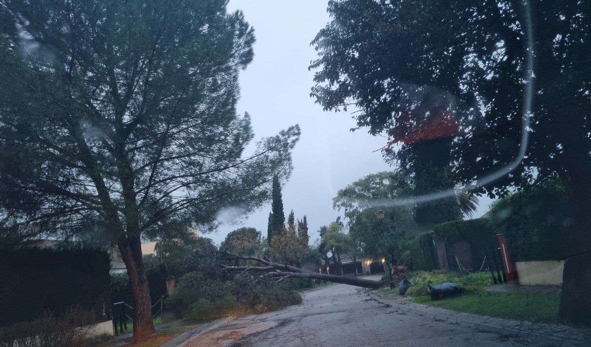 SimonVerde2025's tweet photo. Aquí ahora hay que dar la cara.
@MairenaAljarafe @AntonioConde_M
Decenas de árboles caídos, ramas de gran porte, farolas..
Abandono y dejadez son las causas de este desastre. Imposible circular hoy por #SimonVerde.
Numerosos daños materiales. https://t.co/7INkeR19pq