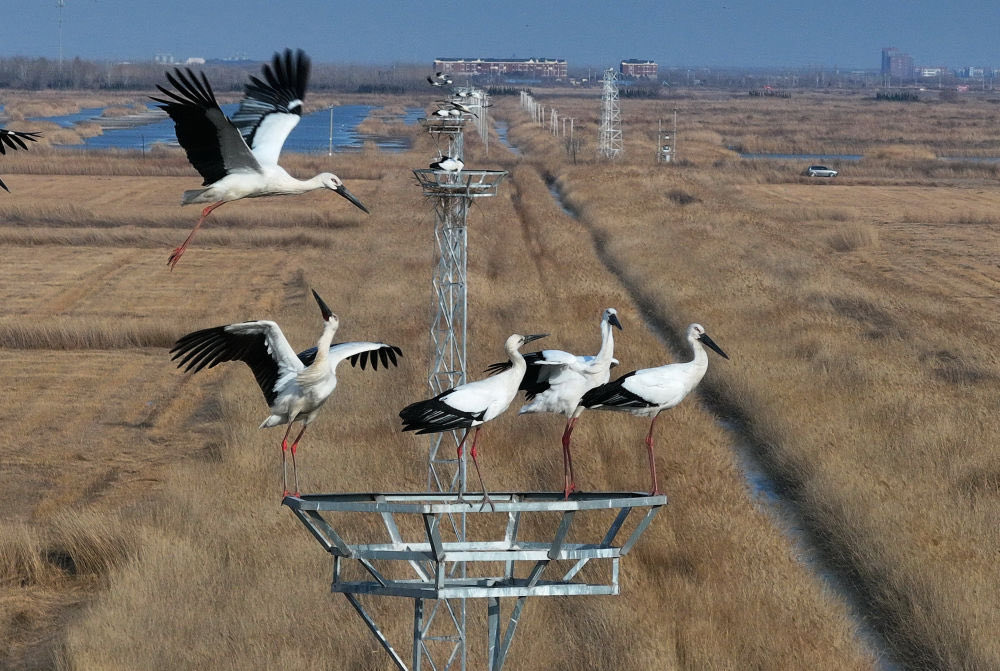 Amazing Hebei tweet media