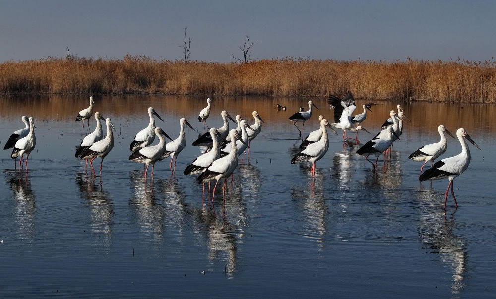 Amazing Hebei tweet media