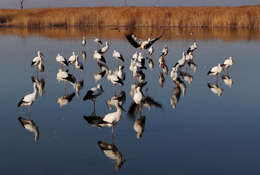 Amazing Hebei tweet media