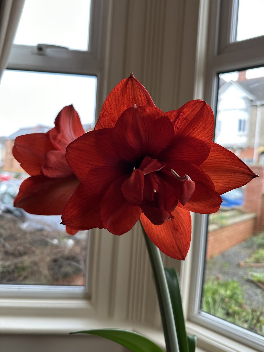 RAGriggsauthor's tweet image. Here’s something a bit more cheerful! — an amaryllis is brightening up my front room.

#flowers #amaryllis