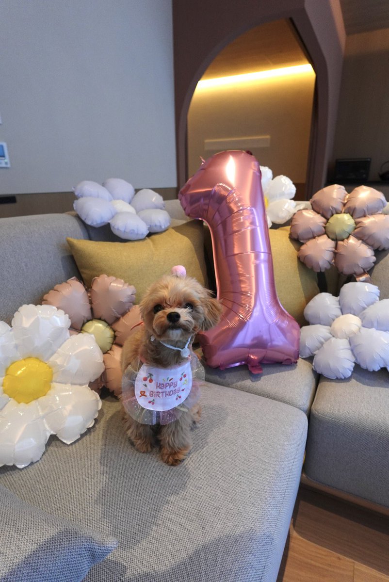 ₍ᐢ‥ᐢ₎ ♡ tweet media