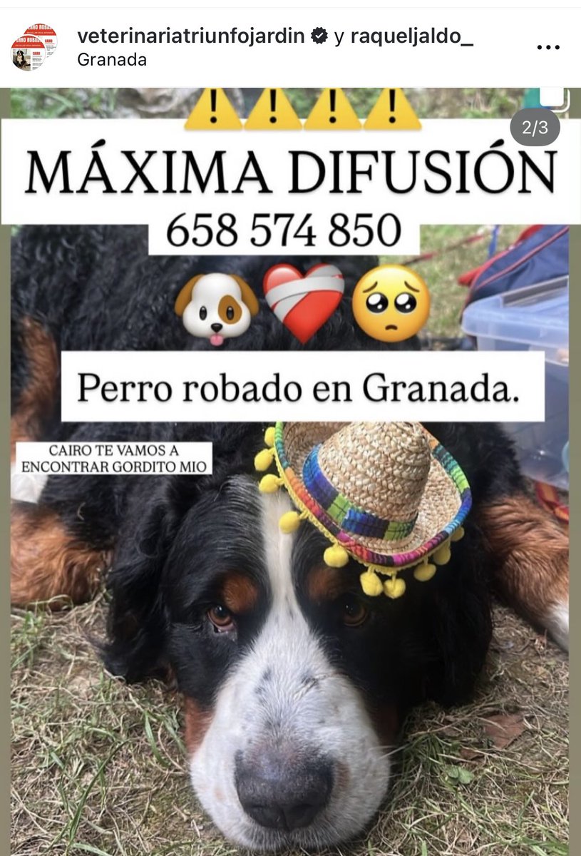 Cairo ha desaparecido en Cúllar Vega, Granada. Se sospecha de robo. Pablo es un compi veterinario que se desvive por los animales y ahora toca que le echemos una mano a él. Si ves un boyero de berna, fíjate en las manchitas del hocico. 658574850