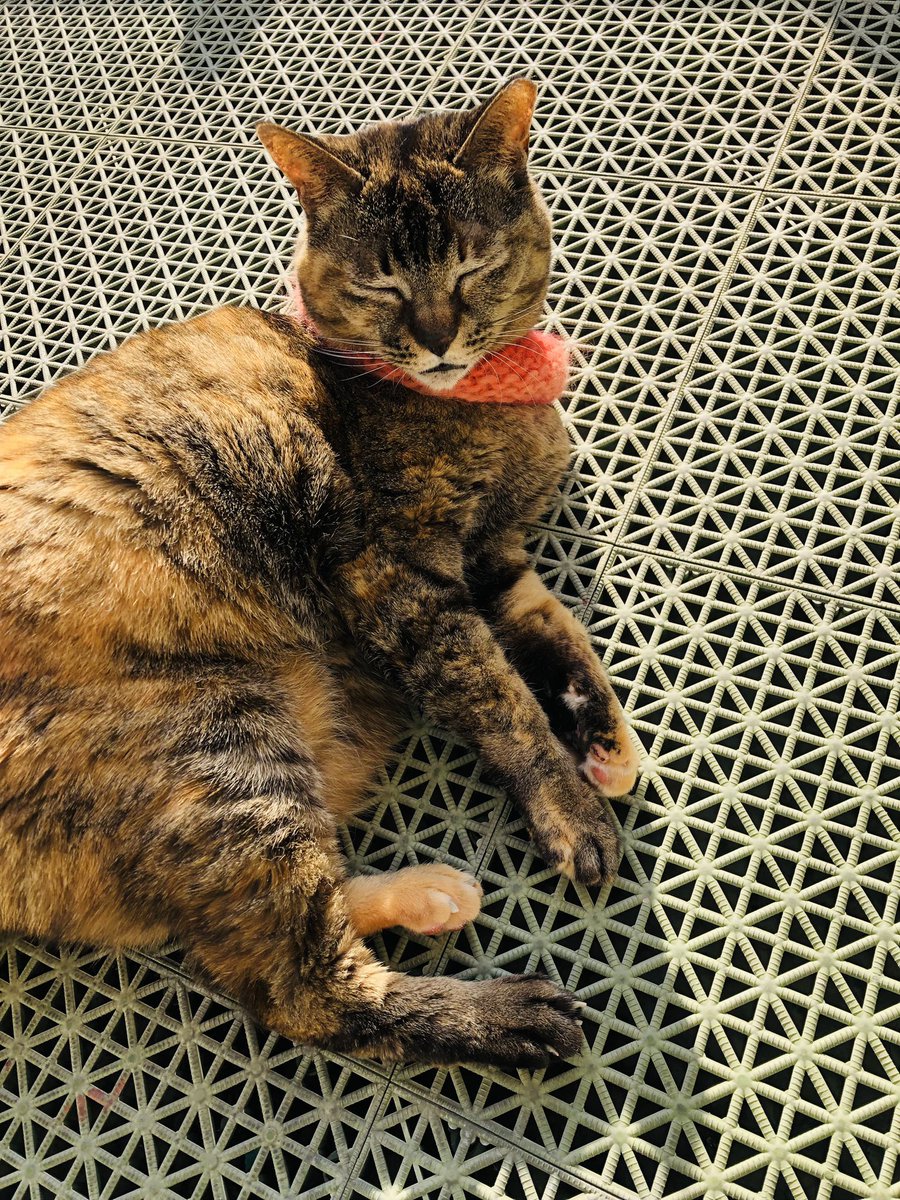arasio4's tweet photo. 猫は日向ぼっこの名人だよね。
お日様充電できたかにゃ https://t.co/d7lIHlzHwK