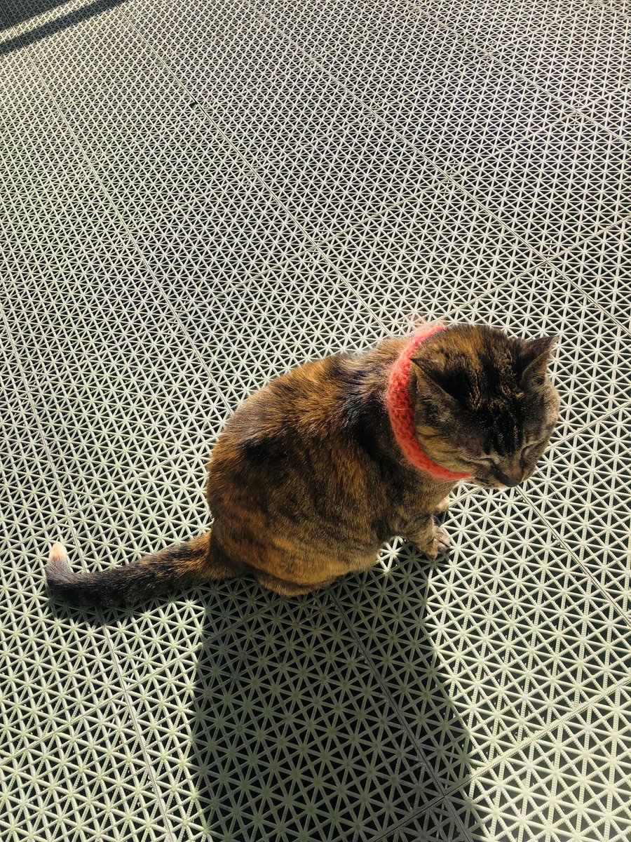 arasio4's tweet photo. 猫は日向ぼっこの名人だよね。
お日様充電できたかにゃ https://t.co/d7lIHlzHwK