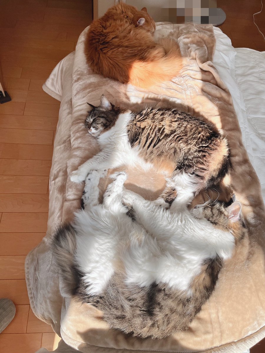 むぎ🦁+（てんてん&りんりん） (@mugi_0518) / Posts / X