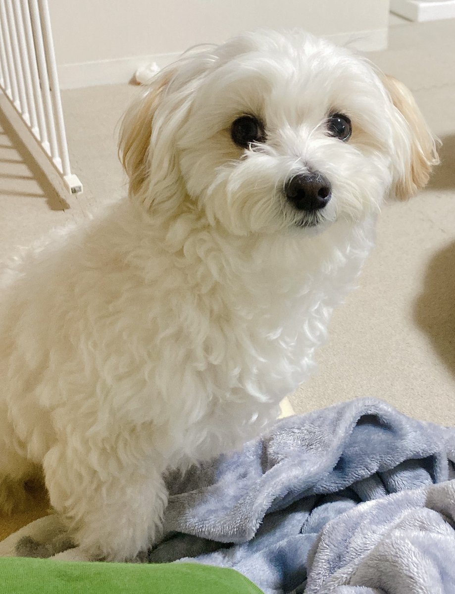 土曜日に彼女さんのお兄さんカップルと、彼女さんが前から行きたがっていたキッチンカーのイベントへ✨
こんなに大量に買って、わんこが待っていたので即帰宅😂
4人でSwitchをしたりボードゲームをしたり、犬と遊んだりとゆったりした週末でした😊