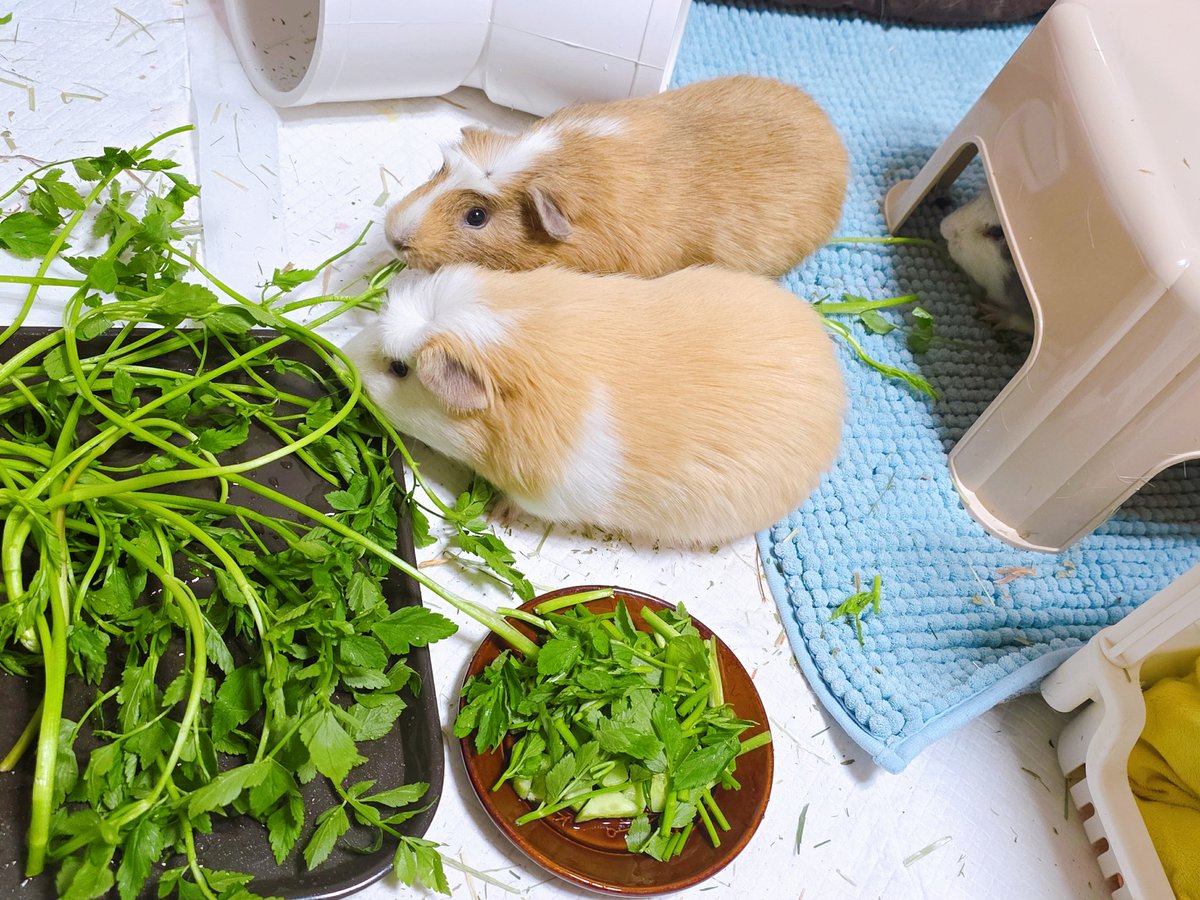 gossine__'s tweet image. 기니특: 맛난거 먹으면 부숭해짐