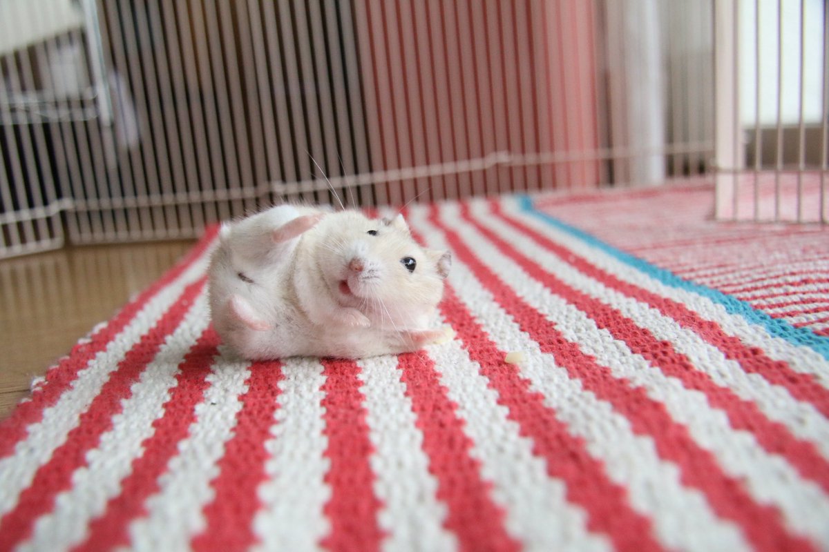 平 ハムスター tweet media