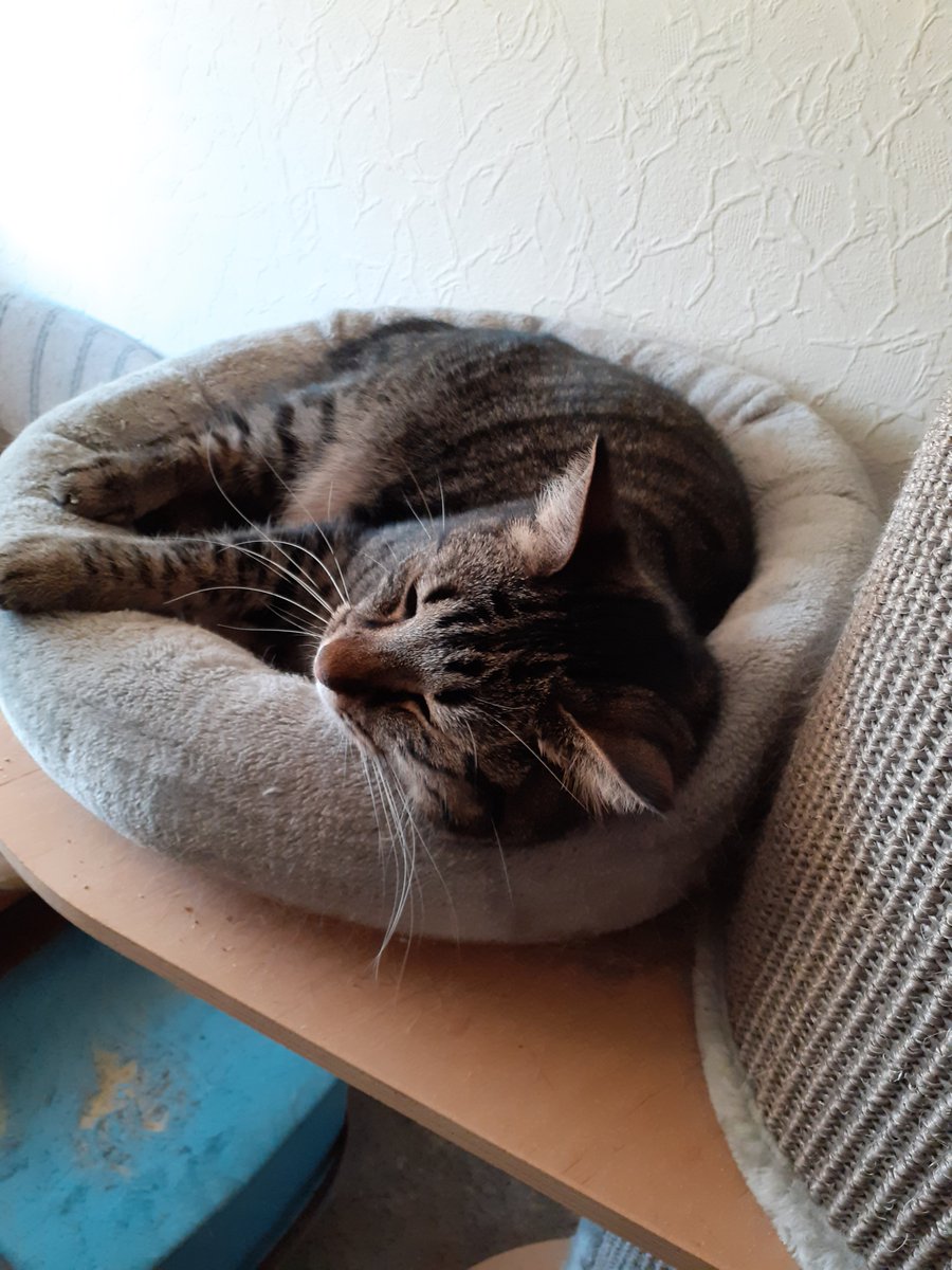 Findus in one of his fave places...isnt he the cutest boy...we love him sooo much 🩷😻😘🥰😍 #CatsOfTwitter  #CatsOfX #catlover  #catlovers