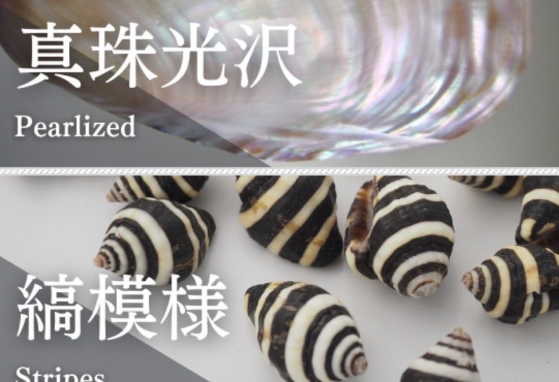 貝殻です。質問してください。