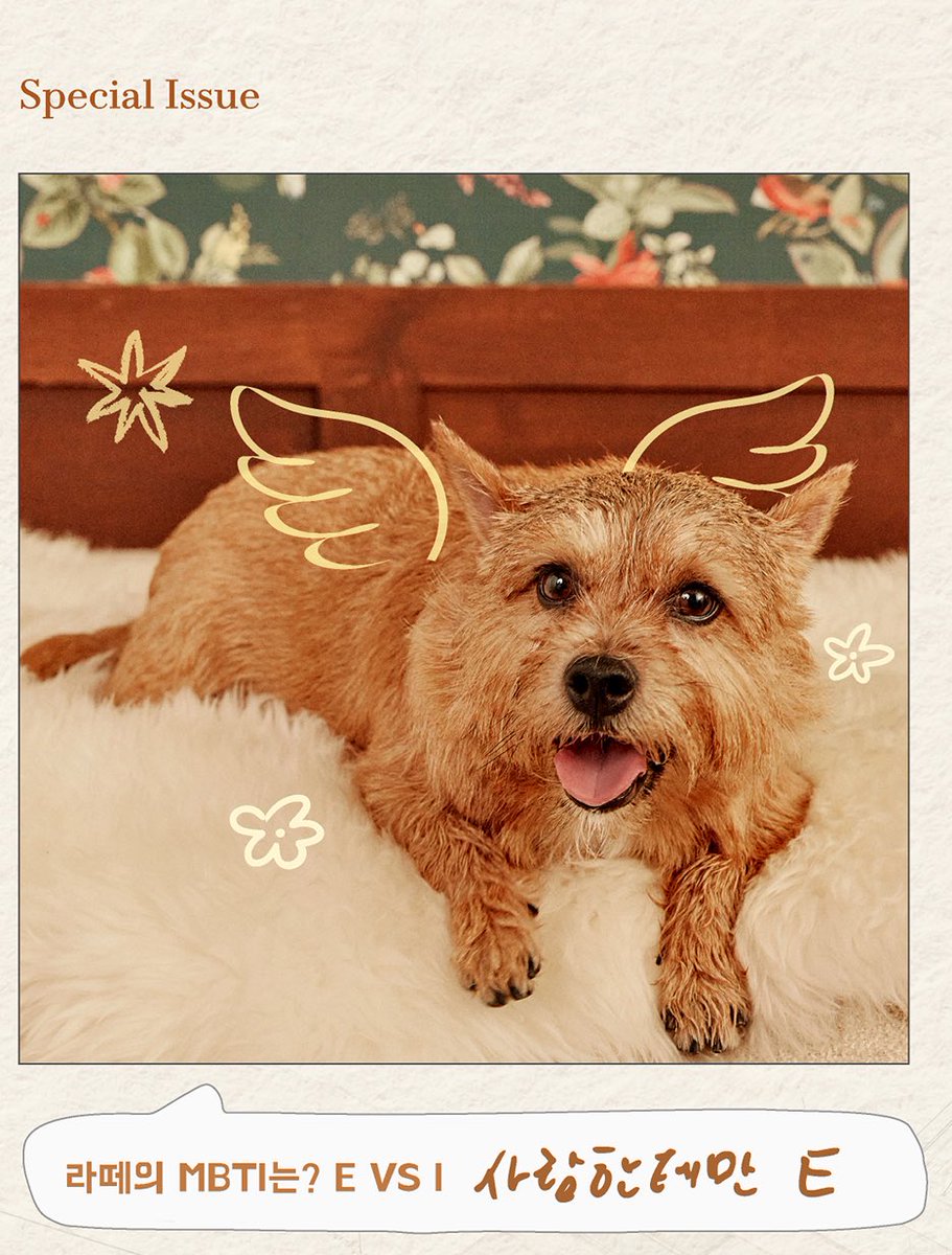 latte's mbti is? 

🐯: E only to people

shshsh latte loves meeting people oh thats so cute 😔🤍 but shes only extroverted for people hshshd