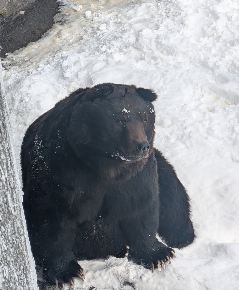 ムサマル🐻 tweet media