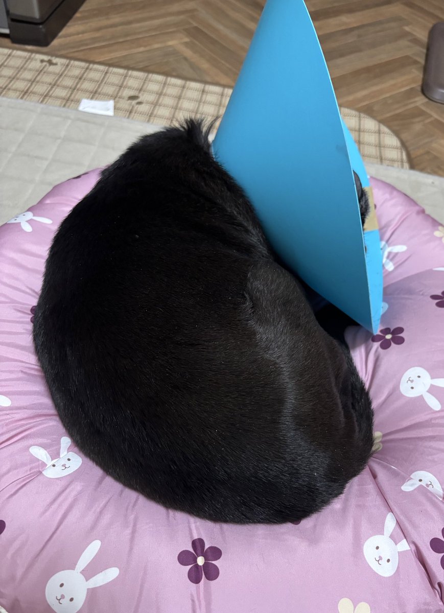 こっちん🐈‍⬛ (@Kocchin_07) / Posts / X