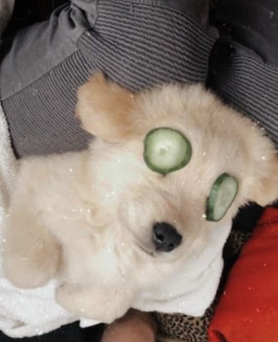 surfingtonni's tweet image. 🐶 🐾