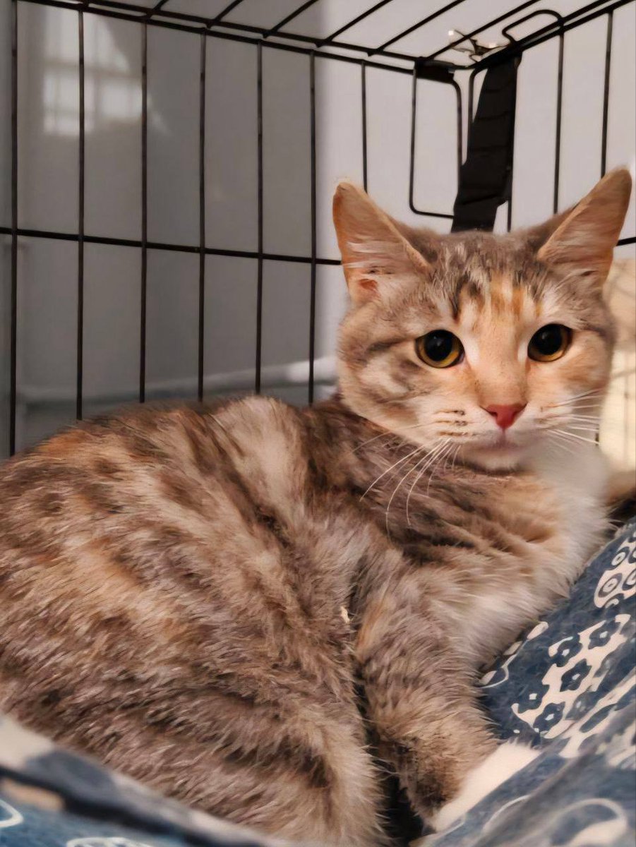 Москва и МО
Трогательная трехцветочка  Джессика с братишками родилась на территории закрытого предприятия. Заботиться о пропитании и собственной безопасности приходилось самостоятельно. Малышка пока еще робеет, но очень любит, когда ее гладят,  отвечая на ласку громким мурчанием.